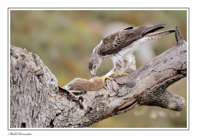 Bonelli's Eagle male adult