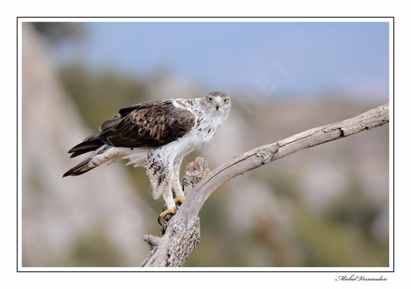 Aigle de Bonelli mâle adulte