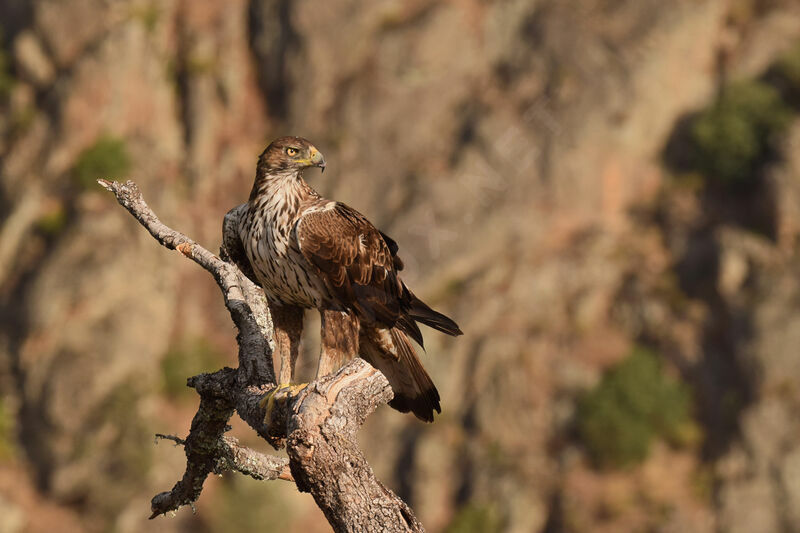 Aigle de Bonelli femelle adulte