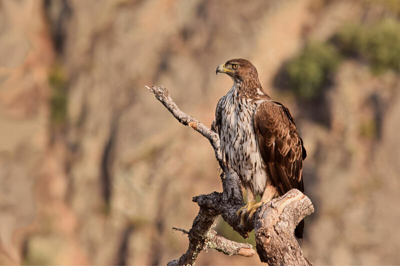 Aigle de Bonelli femelle adulte