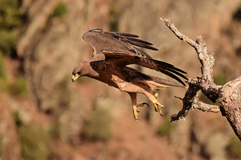 Bonelli's EagleFirst year