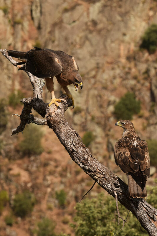 Bonelli's Eagle