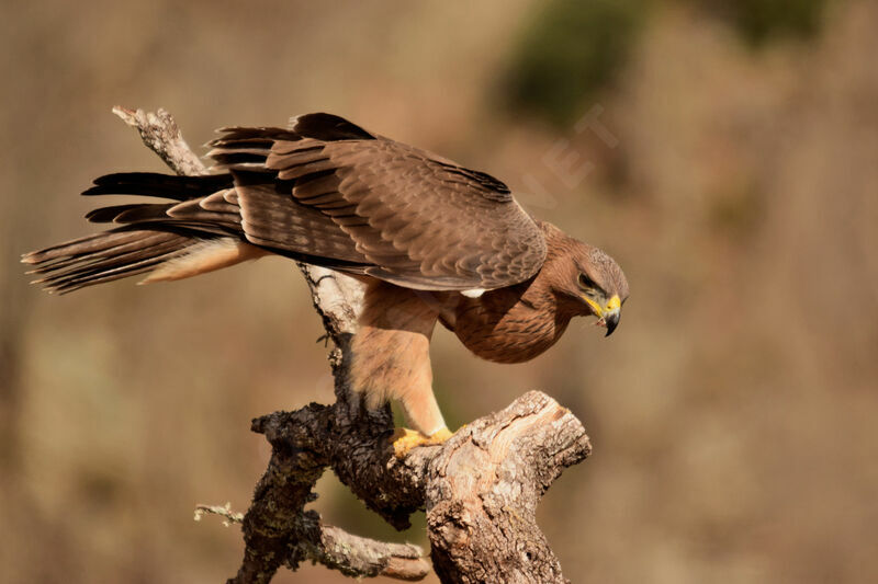 Bonelli's Eaglejuvenile