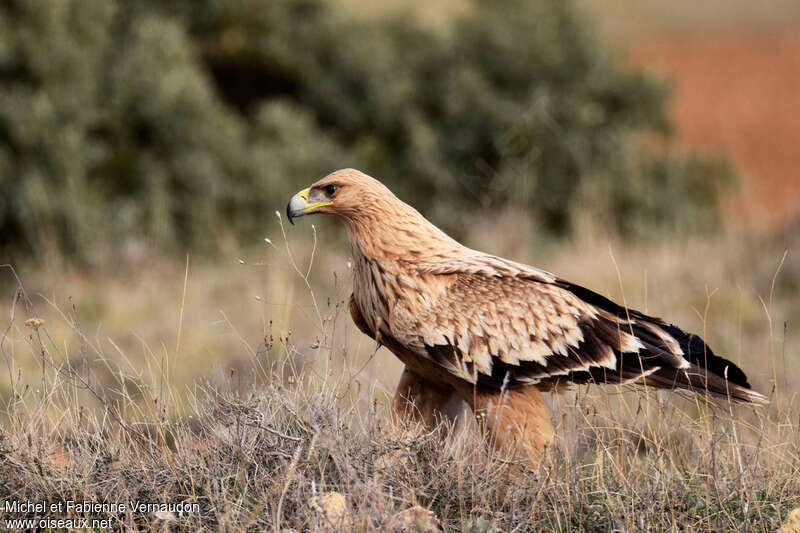 Spanish Imperial EagleFirst year, identification