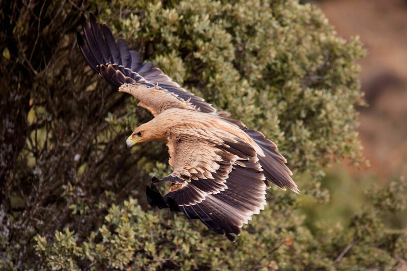 Aigle ibérique2ème année