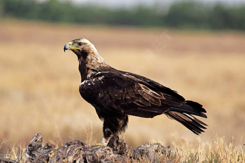 Aigle ibérique