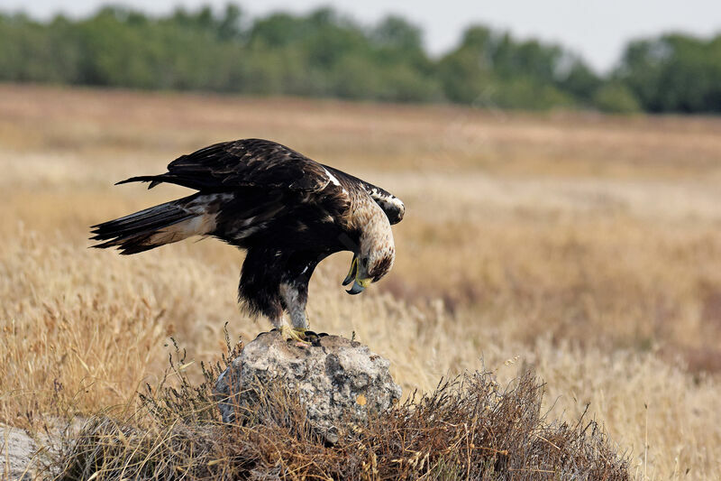 Aigle ibérique