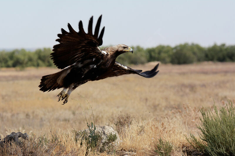 Aigle ibérique