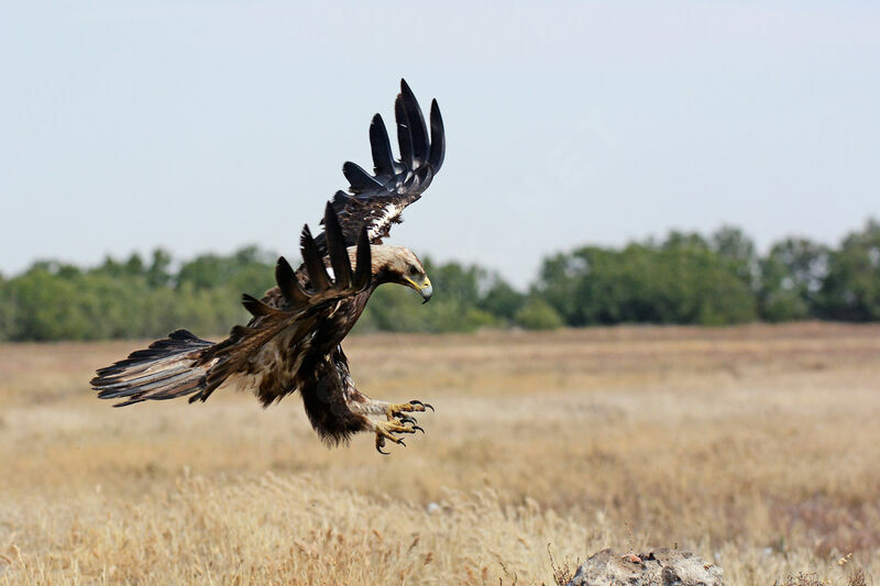 Spanish Imperial Eagle