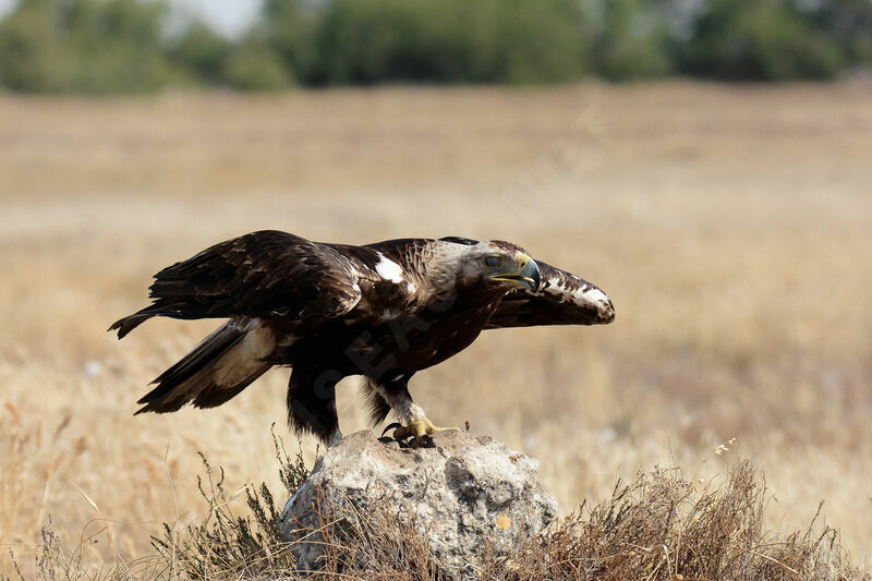 Aigle ibérique