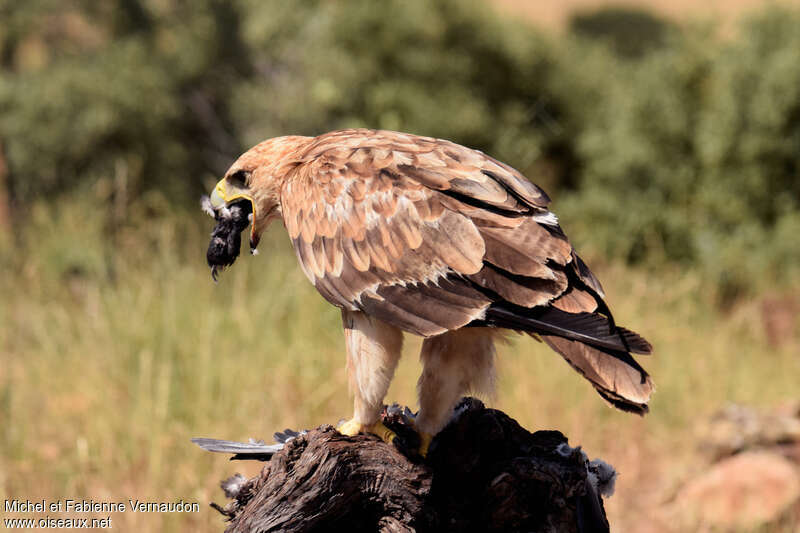 Aigle ibérique2ème année, régime, mange