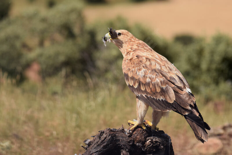 Aigle ibérique2ème année