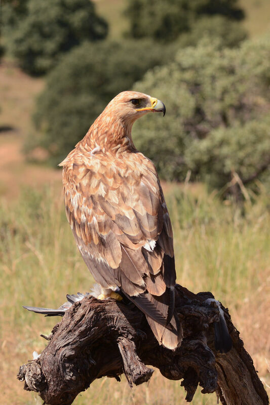 Spanish Imperial EagleSecond year