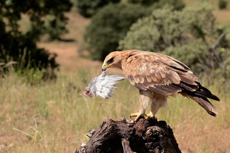 Aigle ibérique2ème année