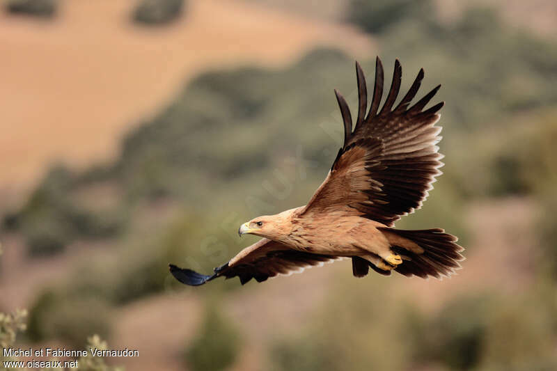 Aigle ibérique1ère année, Vol