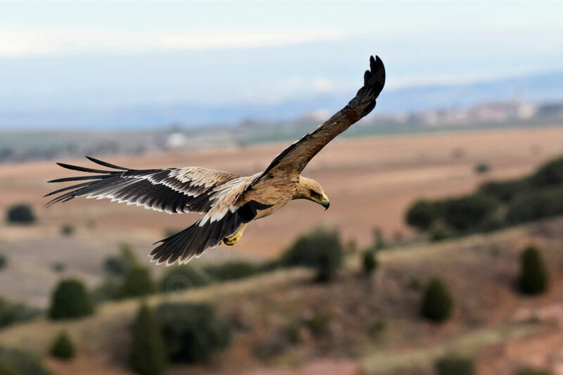 Aigle ibérique2ème année