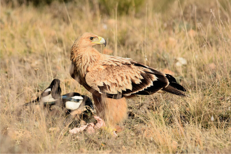 Spanish Imperial EagleSecond year