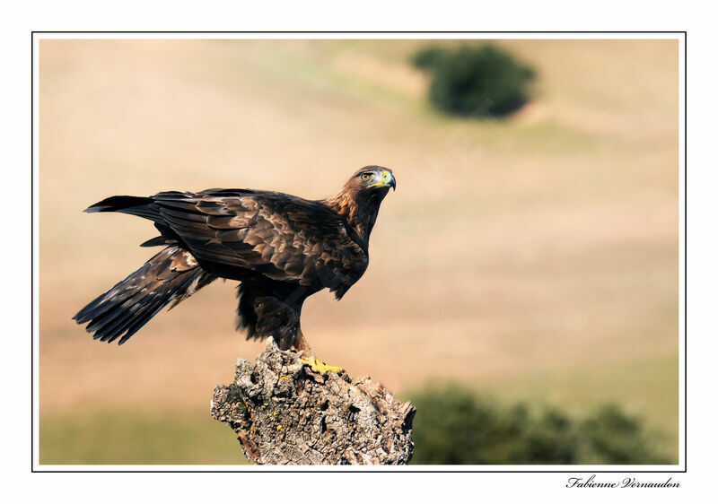 Aigle royaladulte, identification