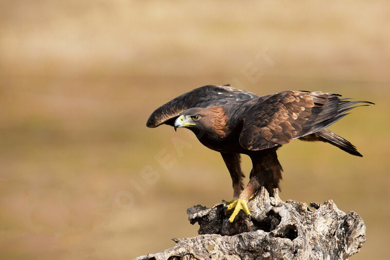 Golden Eagle