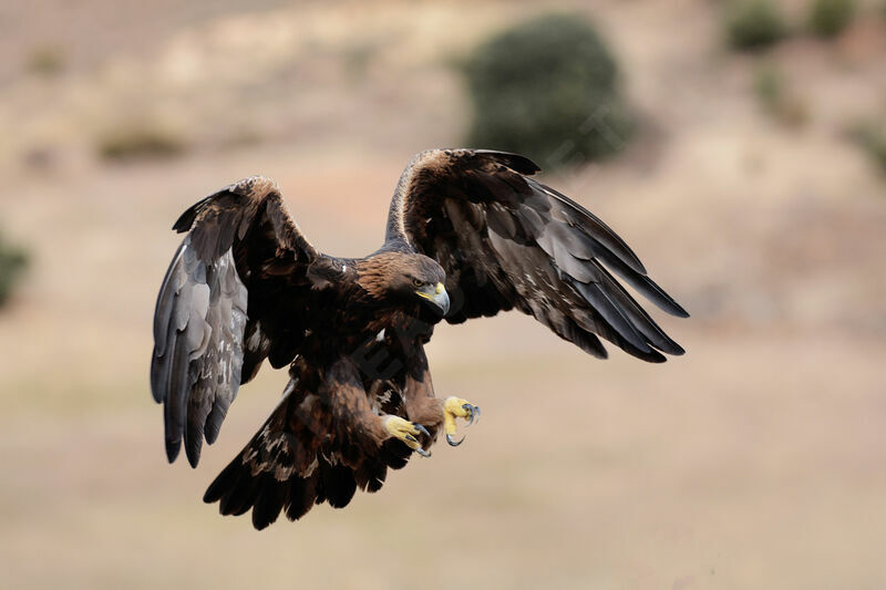 Golden Eagle