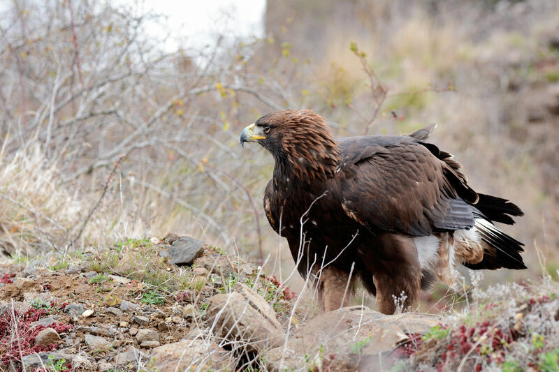 Aigle royal