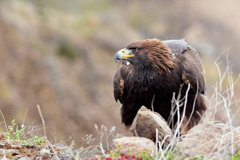 Aigle royal