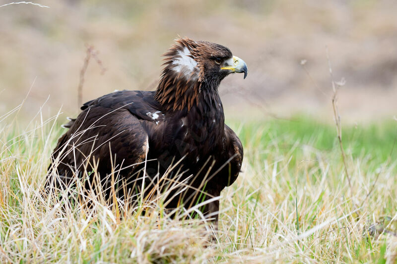 Golden Eagle