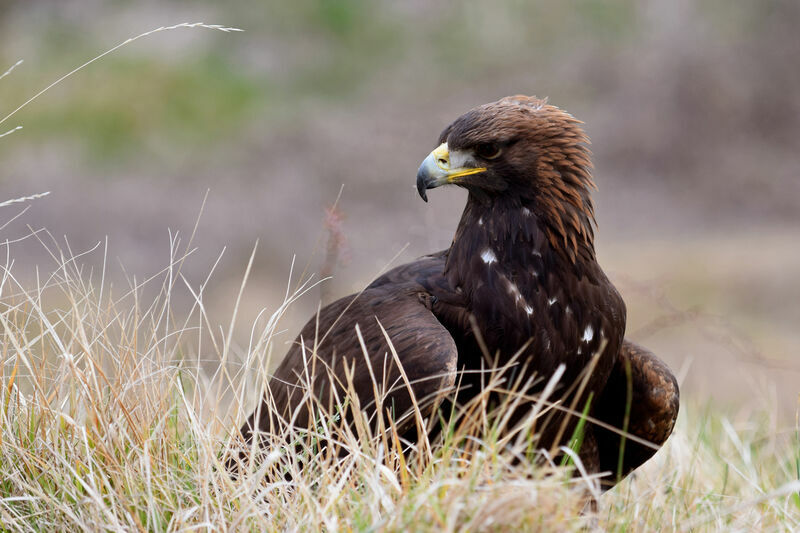 Golden Eagle