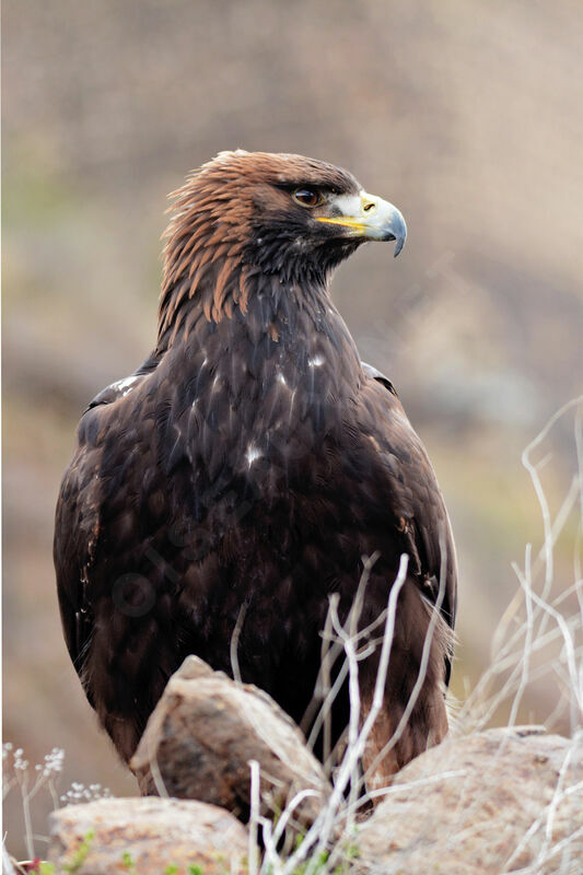 Aigle royal, portrait