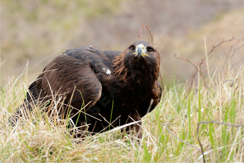 Aigle royal