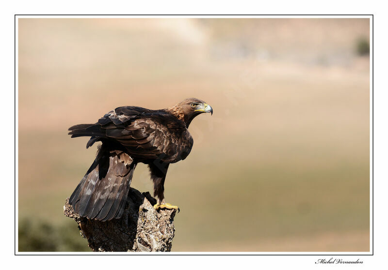 Golden Eagle