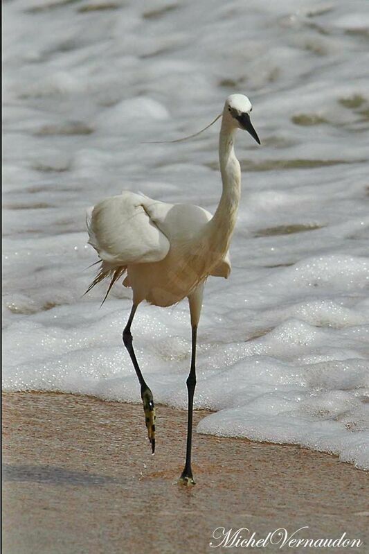 Western Reef Heron