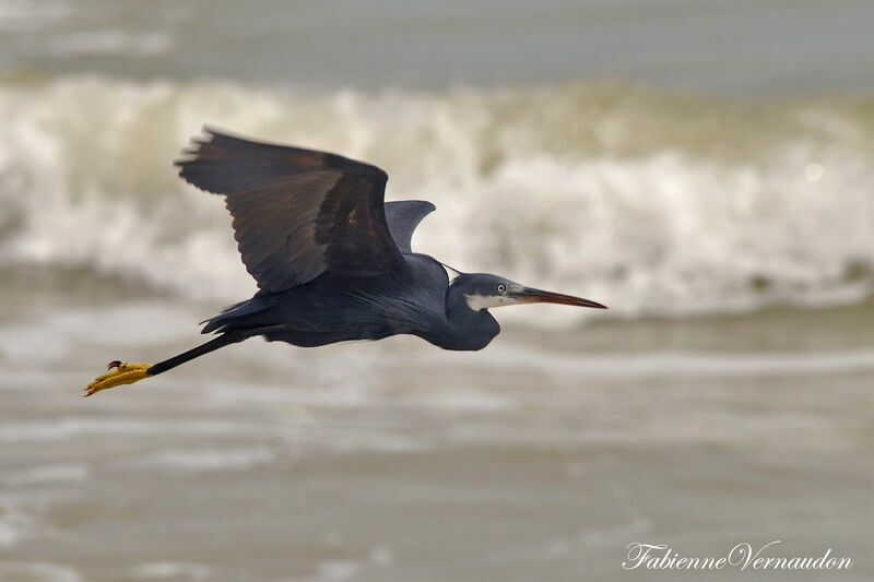 Western Reef Heron, Flight