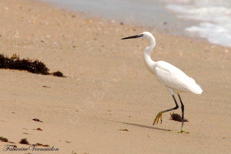 Western Reef Heron