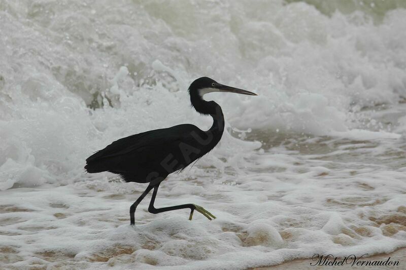 Western Reef Heron