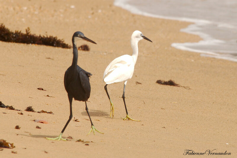 Western Reef Heron