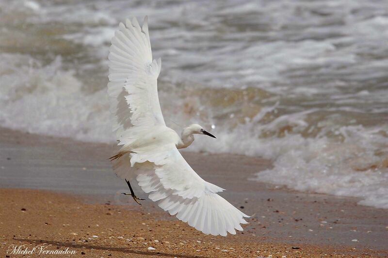 Aigrette des récifs, Vol