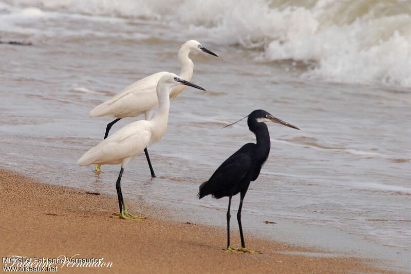 Western Reef Heron, habitat, pigmentation