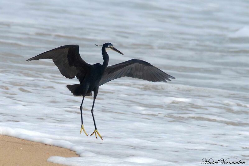 Western Reef Heron, Flight