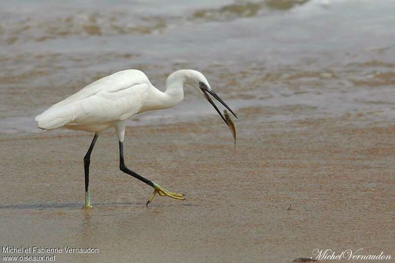 Aigrette des récifsadulte, régime, pêche/chasse