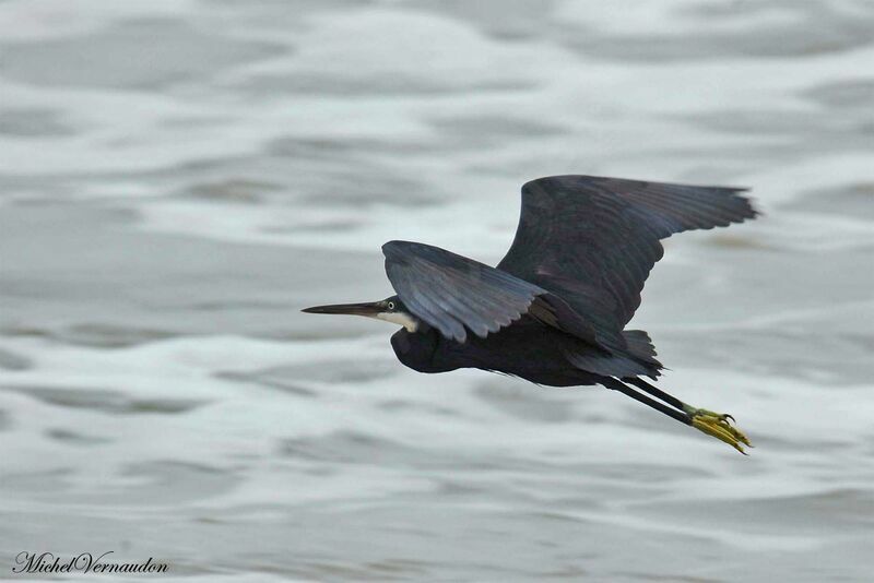 Western Reef Heron, Flight