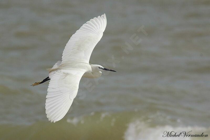 Aigrette des récifs, Vol