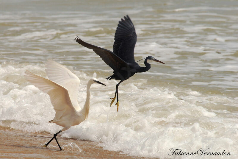 Aigrette des récifsadulte, habitat, pigmentation