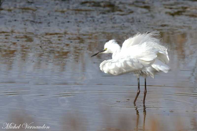 Little Egret