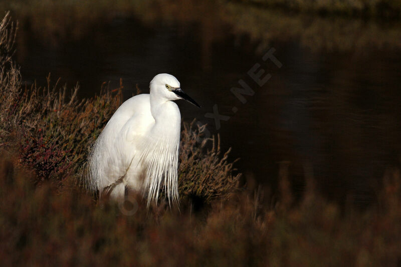 Little Egret