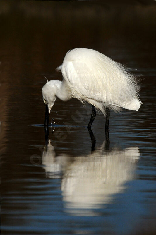 Aigrette garzette