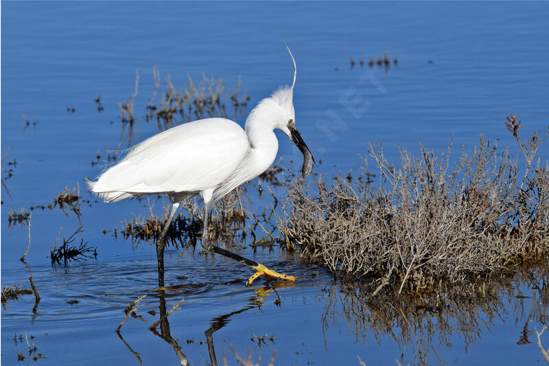 Little Egret