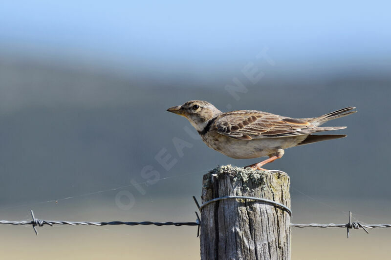 Calandra Lark