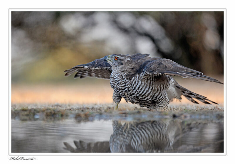 Eurasian Goshawkadult