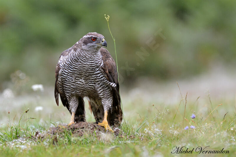 Eurasian Goshawkadult